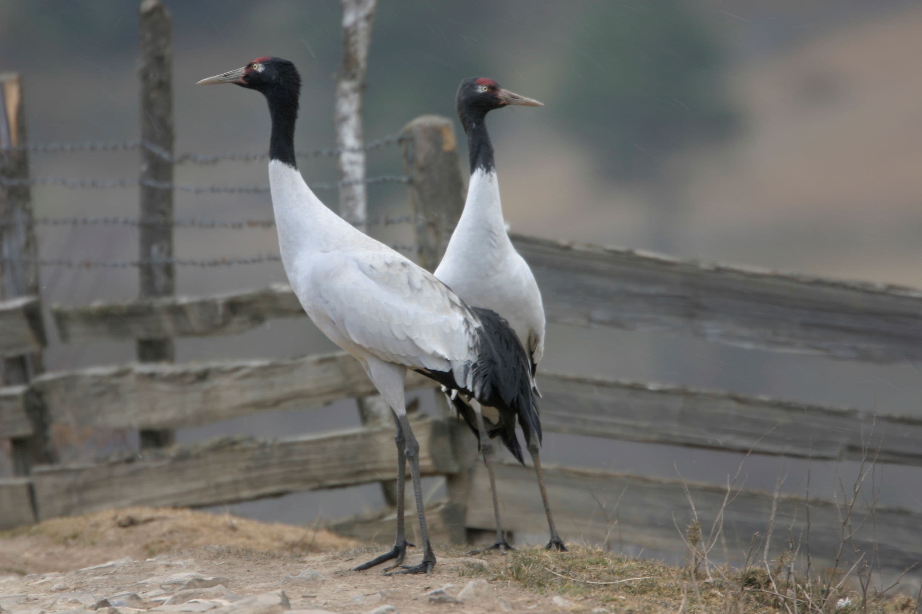 In Search of the Black-Necked Cranes — gallery image 1