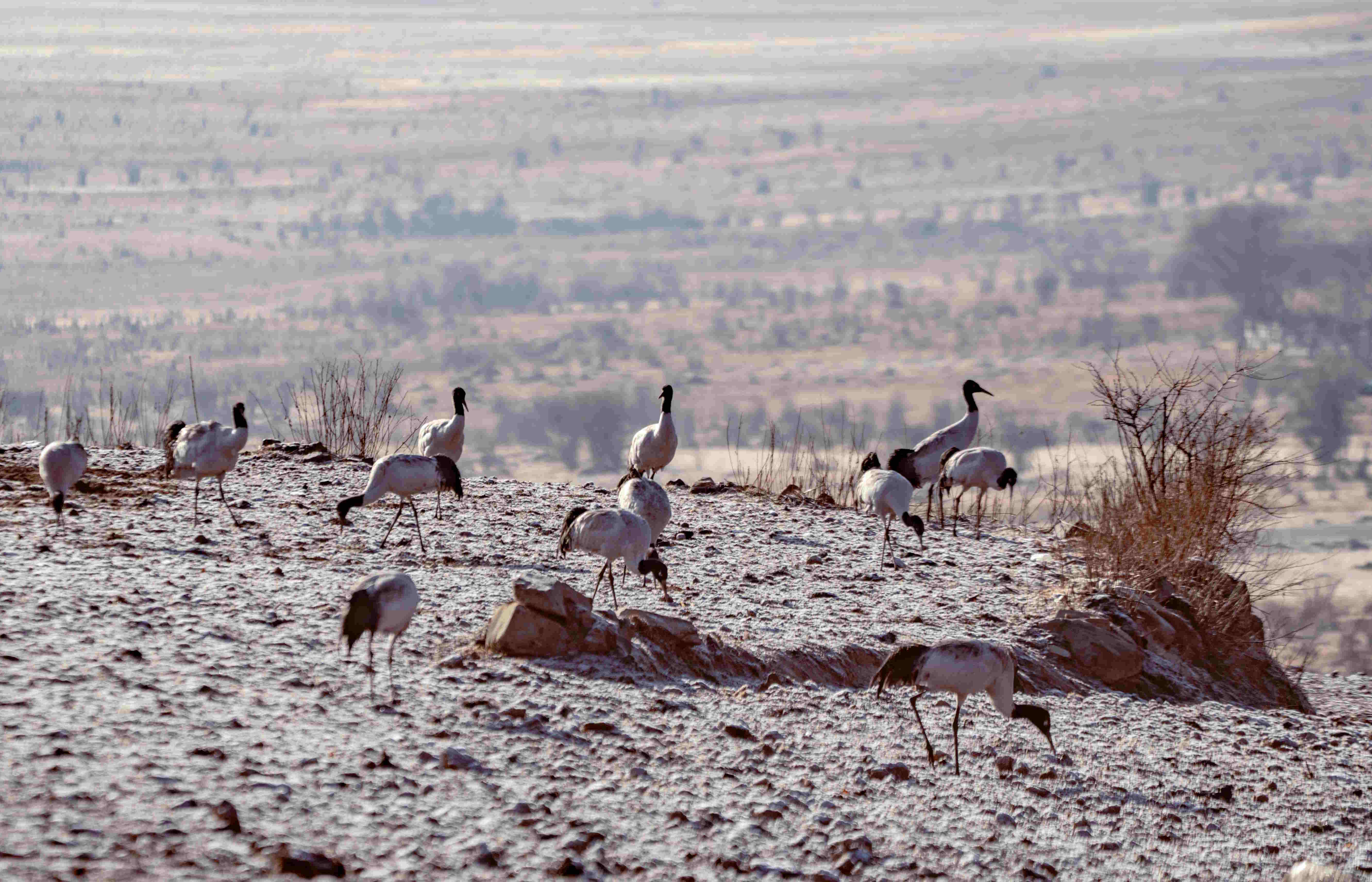 In Search of the Black-Necked Cranes