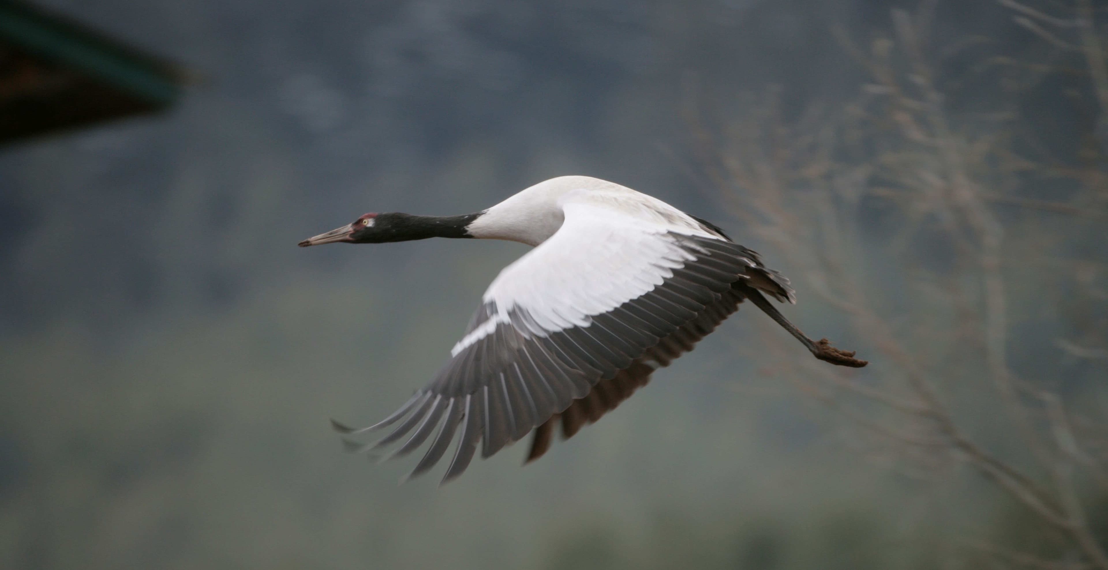 In Search of the Black-Necked Cranes